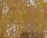 Foto del paso 9 de la receta: MASSINI/postre quemado cremoso