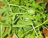 Foto del paso 1 de la receta: Pesto de rúcula y menta