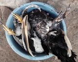 Foto del paso 2 de la receta: Pachamanca a la olla desde la selva central