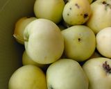 Alma-málna zselé recept fázis 1 fotója