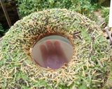 Foto langkah ke 9 dari resep Bolu jadul pandan spekuk chia seed.
