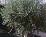 Foto del paso 1 de la receta: Aceitunas negras aliñadas