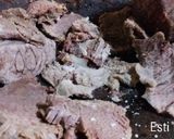 Foto langkah ke 1 dari resep 🍁Empal Gepuk Daging Sapi.