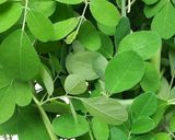 Foto langkah ke 1 dari resep Sayur bening daun kelor.