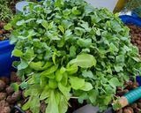 Hình bước làm 2 của món Canh dưa chua