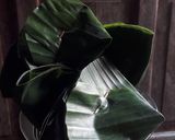 Foto langkah ke 3 dari resep Mutiara sagu (Monte) kelapa muda anti gagal.