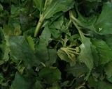 Foto langkah ke 7 dari resep Urap sayur bluntas rumahan.