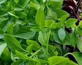 Une image de l'étape 2 de 🪹🍃Sauce skyr🥄🌶️.