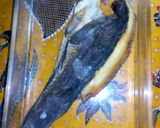 Foto langkah ke 1 dari resep Tumis Ikan Asin Gabus.