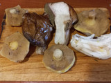 Conejo guisado con Boletus