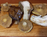 Foto del paso 1 de la receta: Conejo guisado con Boletus