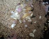A picture of step 2 of Yakhni Pulao 🍱🍱🍱.