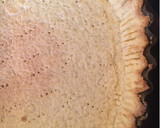 Foto del paso 6 de la receta: Lemon pie 🥧🍋