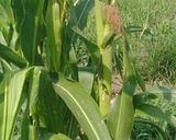 Foto del paso 7 de la receta: Toquera 🌽