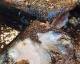Foto del paso 1 de la receta: Sancocho de Cabezas de Salmón