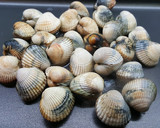 Foto del paso 3 de la receta: Berberechos a la plancha