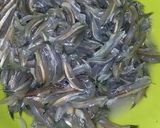 Foto langkah ke 1 dari resep Ikan bilis kuah asam keueung khas aceh.
