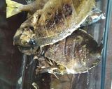 Foto langkah ke 3 dari resep Ikan Bakar Batam (bumbu kuning).