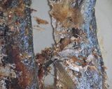 Foto langkah ke 1 dari resep Ikan kembung suwir.