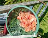 Foto langkah ke 1 dari resep Kaldu bubuk udang.