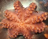 Foto del paso 15 de la receta: Como cocer un pulpo 🐙