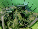 Acelgas gratinadas