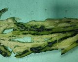 Foto langkah ke 3 dari resep Smashed Cucumber Salad (拍⻩⽠) khas Tiongkok.