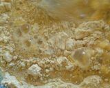 Foto del paso 2 de la receta: Coliflor rebozada (sin huevo)