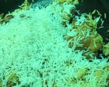 A picture of step 8 of Biryani Rice.
