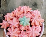 Foto del paso 7 de la receta: Besos de merengue
