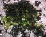 મેથી ના મુઠીયા (Methi na muthiya recipe in gujarati) રેસીપી સ્ટેપ1ફોટો