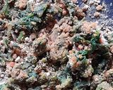A picture of step 2 of Chana saag Sattu Paratha.