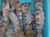 UDANG JUMBO & MENU SEHAT MLM TAHUN BARU