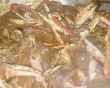நண்டு கிரேவி(crab gravy recipe in tamil) ரெசிபி ஸ்டேப் 7 புகைப்படம்