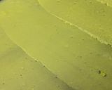 A picture of step 7 of Khandvi (Suralichi Vadi).