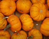 A picture of step 2 of Bouillabaisse with Black Jack Little Squash.