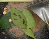 Foto langkah ke 2 dari resep Semur Jengkol ala Betawi.