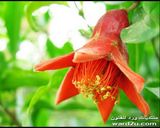صورة لخطوة 15 من وصفة كرور لحم