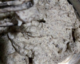 A picture of step 5 of Oreo cheese cake.