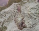 Foto langkah ke 5 dari resep Ayam kentucky Renyah.