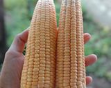Foto langkah ke 1 dari resep Pergedel jagung.