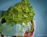 Foto langkah ke 2 dari resep Tumis Pare Ikan Asin.