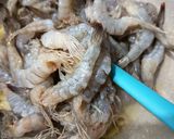 Foto langkah ke 3 dari resep Udang Saus Asam Manis.