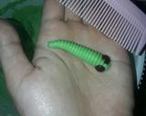 Foto langkah ke 3 dari resep Caterpillar cookies.