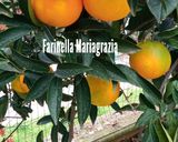 Foto del passaggio 1 della ricetta Insalata di arance 🍊 e lattuga km zero di fantasia 👩‍🍳❤️