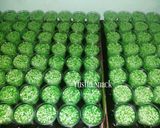 Foto langkah ke 3 dari resep Puding Lumut.