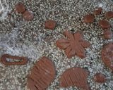 Foto del paso 5 de la receta: Galletitas de chocolate