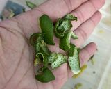 柚子料理-柚子醬（附錄柚子皮處理）的食譜步驟14照片