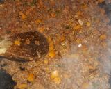 A picture of step 6 of My burrito beef rice.