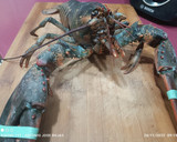 Foto del paso 1 de la receta: Lobster o "sándwich de bogavante"